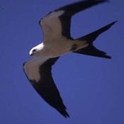 Swallow-tailed Kite